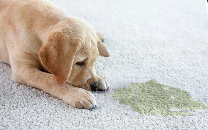 Dog Pee Smell Out of Carpet