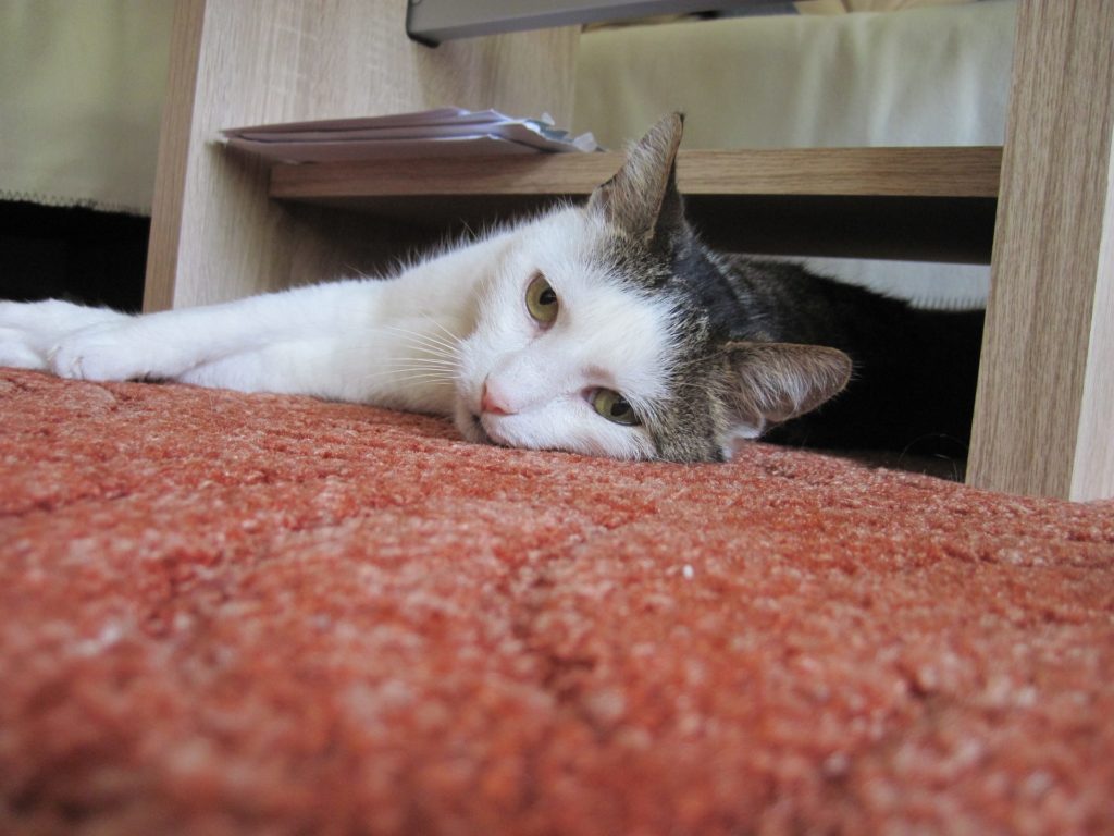How To Get Rid Of Cat Pee Smell In Carpet