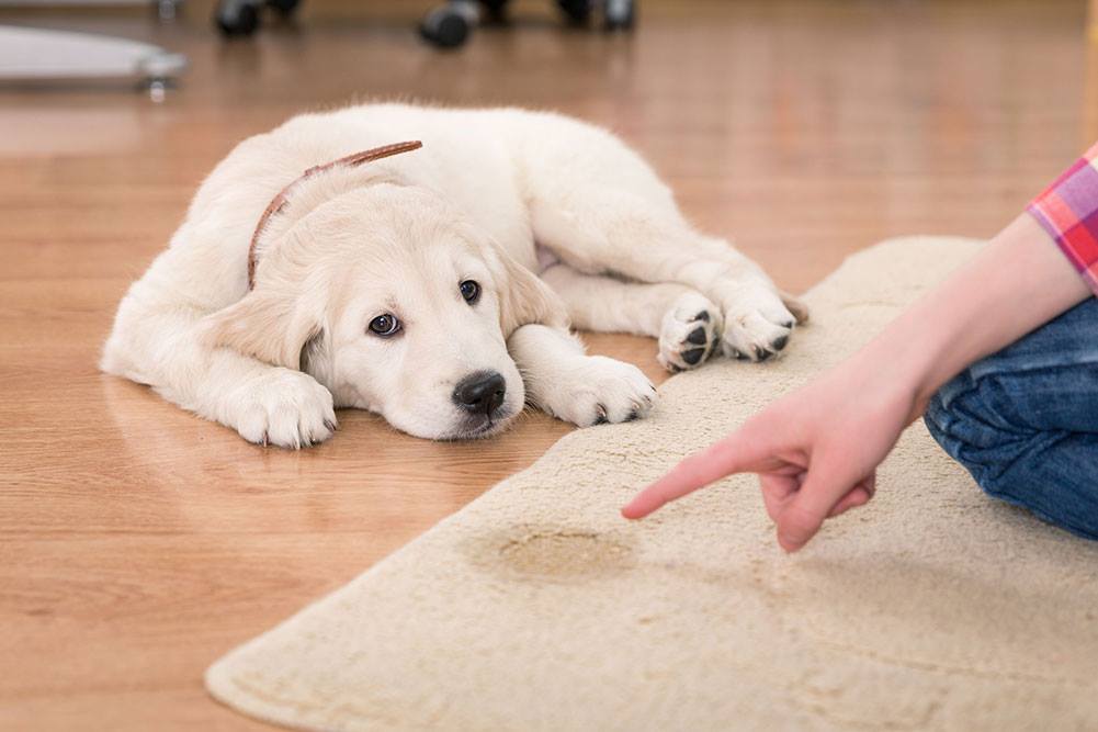 How To Get Dog Urine Smell Out Of Carpet