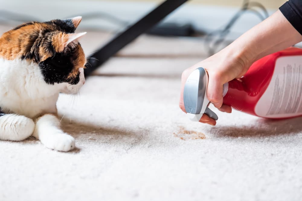Cat Urine Carpet Cleaner